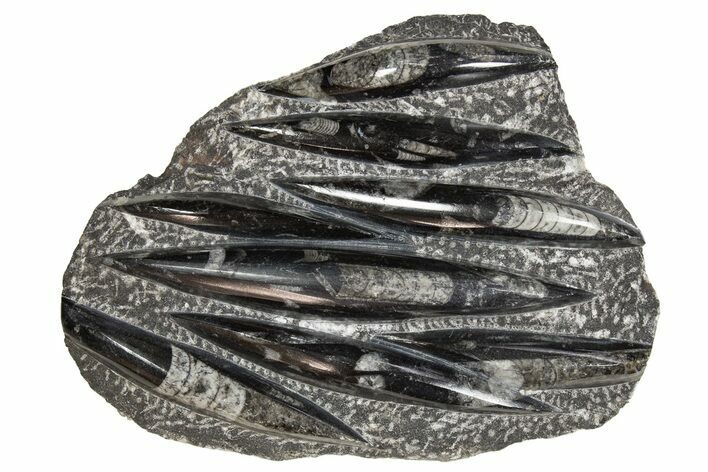 Polished Fossil Orthoceras (Cephalopod) Plate - Morocco #341357